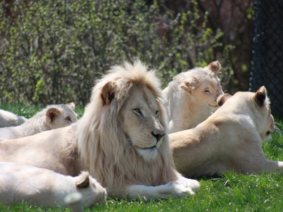 White Lions at the Toronto Zoo